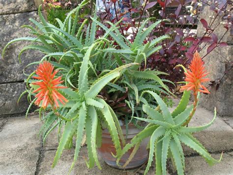 Aloe Arborescens Torch Aloe Octopus Plant World Of Succulents