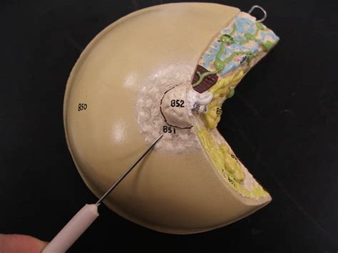 Areola | humantestpattern | Flickr