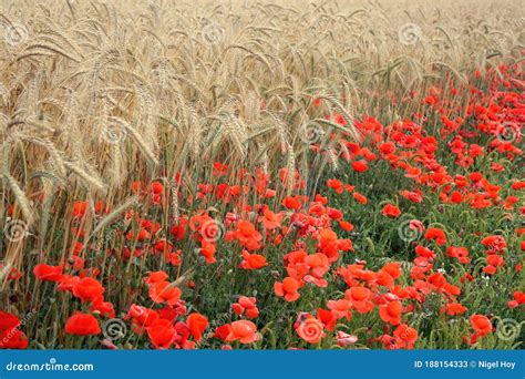 Poppies Growing By Barley Field Stock Image Image Of Poppy Malta