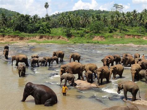 Pinnawala Elephant Orphanage