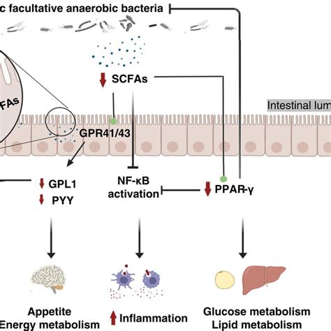 potential mechanisms  interaction  hfd  chronic diseases