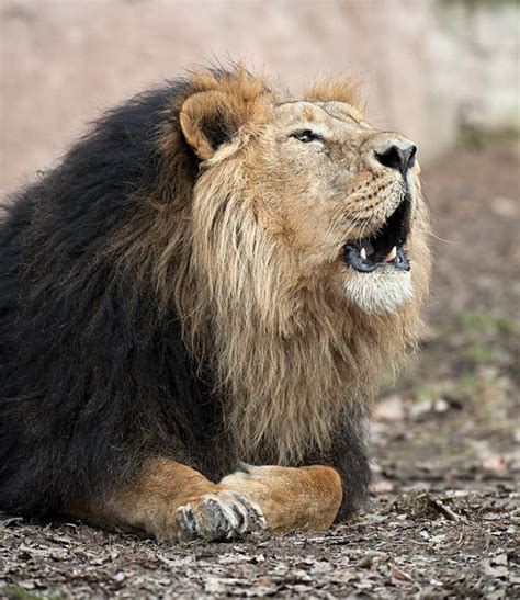 Lion Roaring Sound Stock Photos, Pictures & Royalty-Free Images - iStock