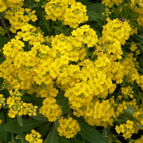 Alyssum Saxatile Goldkugel Corbeille Dor à Fleurs Jaunes