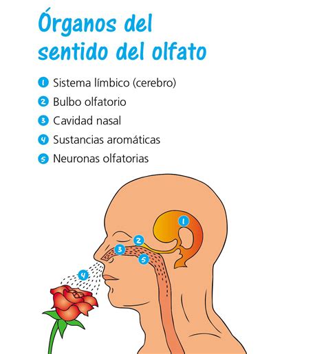 Mapa Conceptual Sobre El Sentido Del Olfato Ilsi Images And Photos