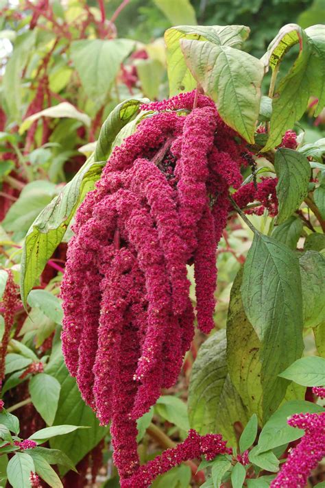 Amaranth grain and vegetable nutrition facts & health benefits