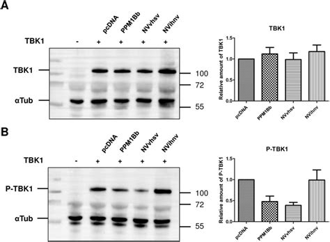 Nv Proteins Of Fish Novirhabdovirus Recruit Cellular Ppm1bb Protein