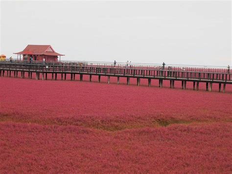 Panjin Red Beach, China | Amusing Planet