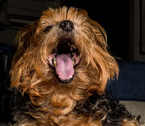Yorkshire Terrier Mix Breeds