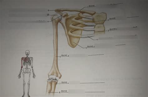 16 Pectoral Girdle And Upper Limb Anterior View Diagram Quizlet