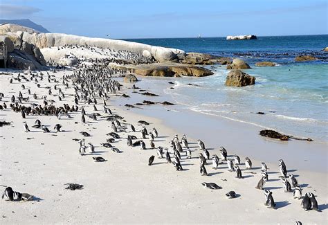 Boulders Beach - SMARTTRAVELERS