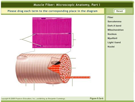 A Hidden Detail In Skeletal Muscle Diagram Was Found By Scientists - RYZE Superfoods