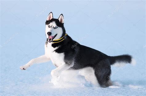 Siberian Husky On Snow Stock Photo By ©zakharovevgeny 101498192