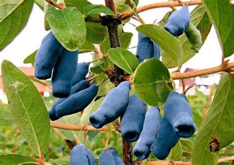 Полезная ягода жимолость - Planktons.ru - отборный улов из всей сети