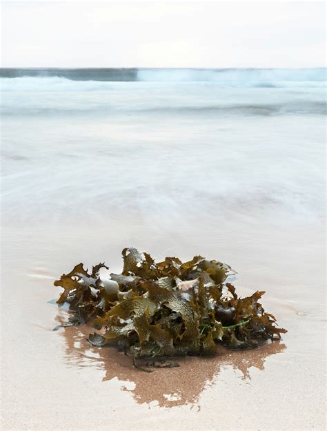 Seaweed in Punta Cana: What to Expect in 2025 — Punta Cana Airport VIP