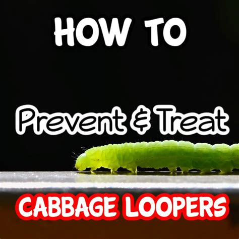 Cabbage Looper Control: Eliminate Them Effectively