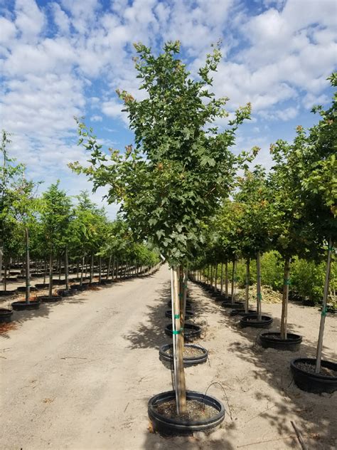 Pacific Sunset® Maple
