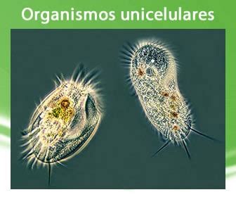 O Que Significa Unicelulares - Ejemplos de organismos unicelulares