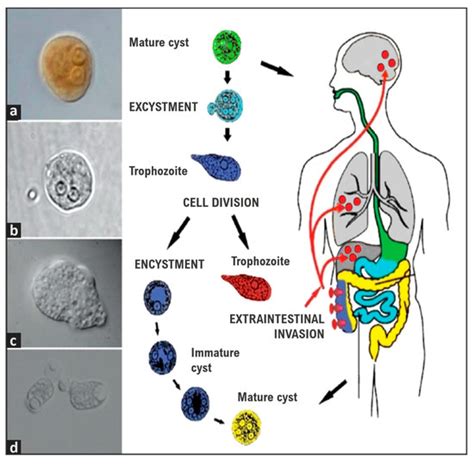 Ijms Free Full Text Amoebiasis Advances In Diagnosis Treatment Immunology Features And