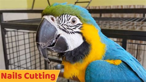 Nails Cutting Trimming Of Macaw Parrot तोते के नाखून कैसे काटे Youtube