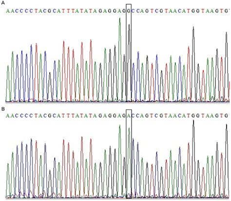 Partial Sequence Chromatograms Of The Mitochondrial 12S RRNA Gene For A