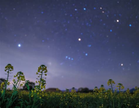 一茎孤引绿，双影共分红 向星