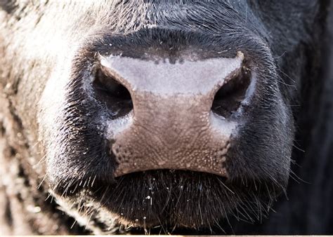 Cow Nose Canvas Print Etsy