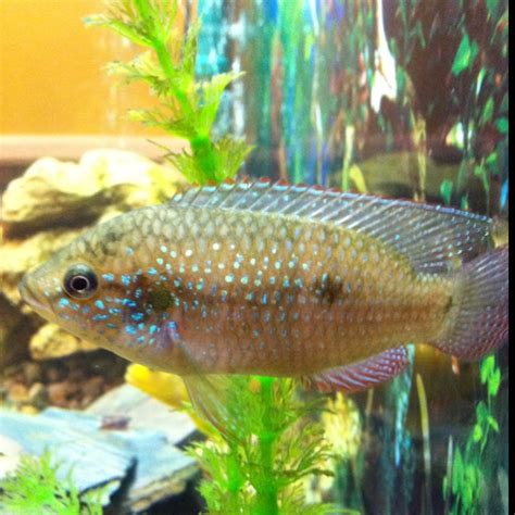 My Jewel Cichlid | Cichlids, Fish pet, Green