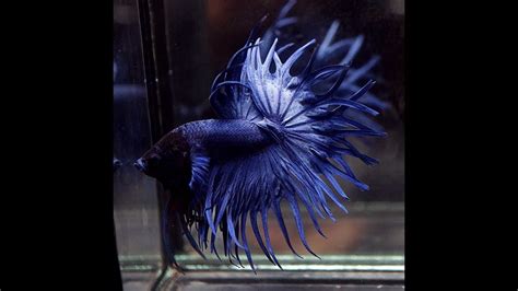 Solid Color SUPER BLUE KING CROWNTAIL CT Male Betta Fish YouTube