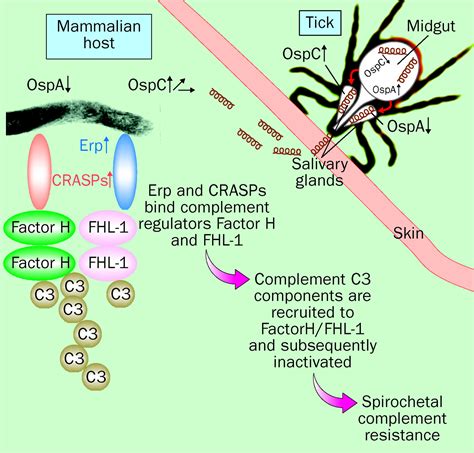 Molecualar Survival Strategies Of The Lyme Disease Spirochete Borrelia