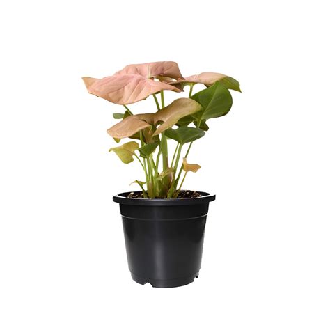 Shop Pink Syngonium Plant at 53% OFF | HariDukaan