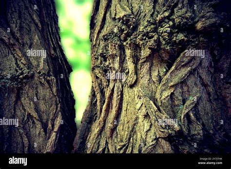 The jagged bark of an old deciduous double tree. Light shines through ...