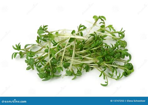 Garden Cress Also Called As Pepper Grass Garden Pepper Cress Or