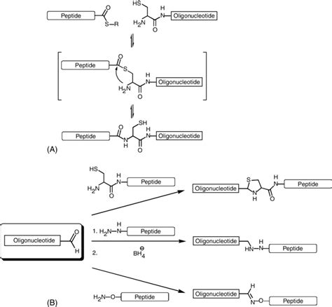 1 A Chemical Reaction Involved In Native Ligation Conjugation Of A