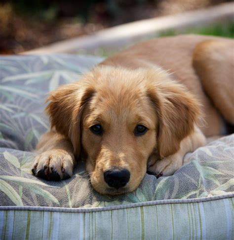 golden retriever breed guide pros  cons  golden retrievers