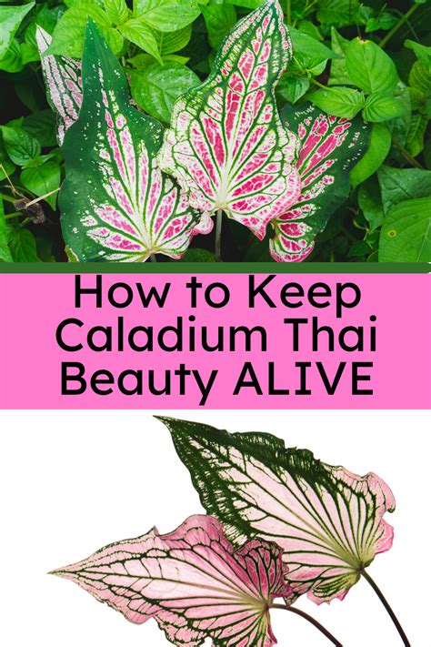 caladium thai beauty alive caladium plants  colorful
