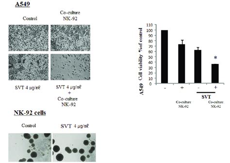 Snake Venom Enhances Cytotoxic Effect Of Nk Cells On A Human Lung