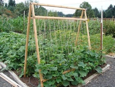 Огурец Маша F1 ?: характеристика и описание сорта Машенька, фото ...