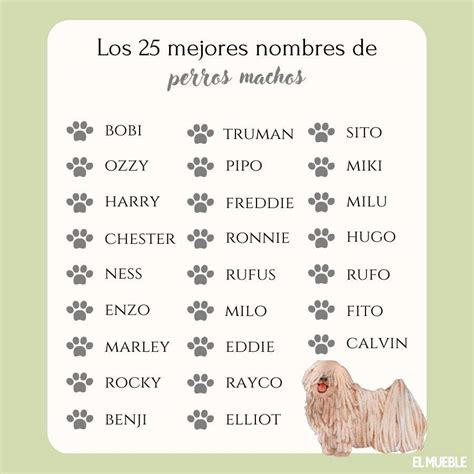 50 Inspiradores Nombres Para Perros De Pelaje Gris Mascotario