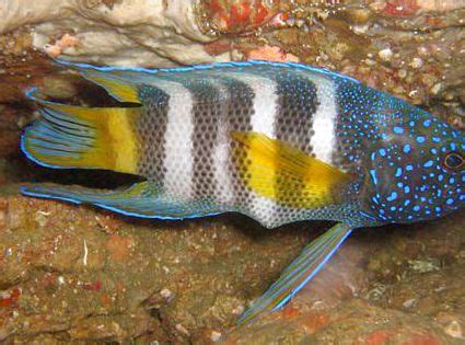 Параплезиопс (Paraplesiops ), аквариумные рыбки