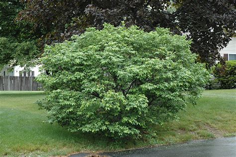 Compact Winged Burning Bush Euonymus Alatus Compactus In St Michael Albertville Buffalo