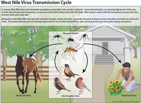 West Nile Fever Causes Signs Symptoms Diagnosis Treatment And Prognosis