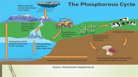 Phosphorus cycle