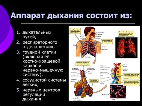Физиология дыхательной системы - презентация онлайн