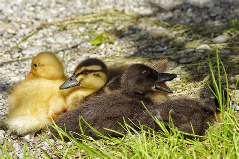 Quack Quack Foto & Bild | tiere, tierkinder, natur Bilder auf fotocommunity
