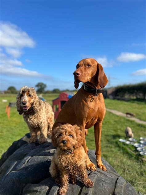 Dogs Aloud Dog Daycare - The Dog Bus