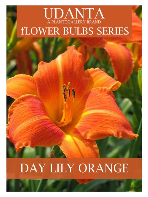 Daylily Hemerocallis” Orange Colour Flower Bulbs Pack Of 5 Bulbs B