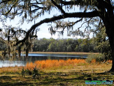 Withlacoochee State Forest | Imagine Our Florida, Inc