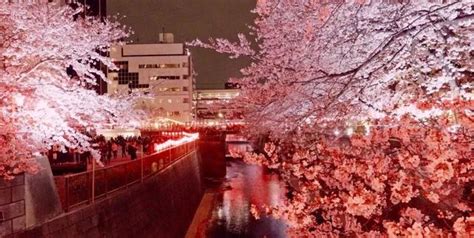 日本目黑川夜樱，陈冠希都爱去的赏樱之地！ 每日头条