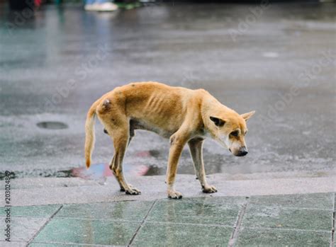 Poor Skinny Dog Stock Photo And Royalty Free Images On