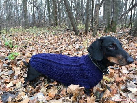 Свитер для таксы - Вязание - Страна Мам